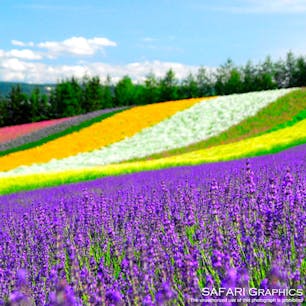 今や北海道の代名詞的観光地となった中富良野町ファーム富田の彩りの畑。ラベンダーを使用した香りのお土産もおすすめです！#北海道 #中富良野町 #ファーム富田