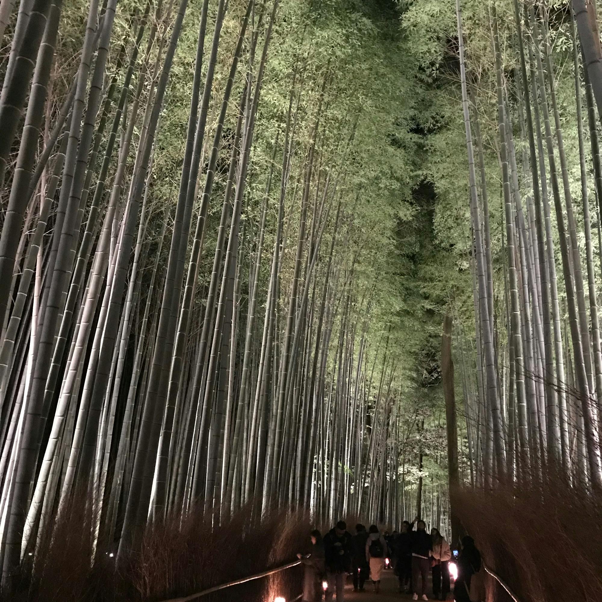 竹林の道 ちくりんのみち の投稿写真 感想 みどころ 漢字の国の人ばかりだったなぁ 北山杉のライトアップはまさに雅 トリップノート