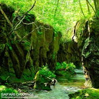 だんだんと苔むして緑が多くなってくる今の時期が一番の見頃となる樽前ガロー。葉の隙間から日の光が射して光のシャワーが見られることもあります♪晴れた日は苔や葉の緑を、曇りの日はスローシャッターで水の流れを撮影するのがおススメです。#北海道 #苫小牧市 #樽前ガロー