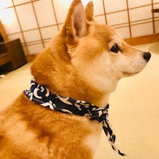 京都　四条　豆柴カフェ