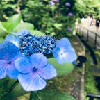 京都　清水寺
6月下旬の紫陽花。