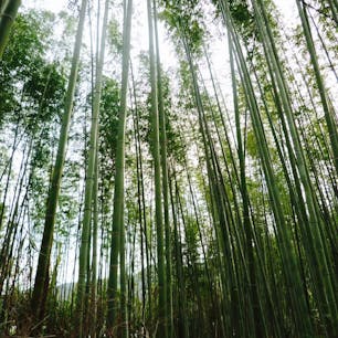 嵐山 竹林の道