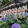 白山神社（文京区）
あじさい祭り（今年は中止でした…）