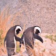 南アフリカ、ケープタウンのシンクロケープペンギン。