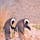 南アフリカ、ケープタウンのシンクロケープペンギン。