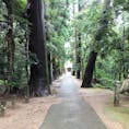 日吉神社の杉並木です。
