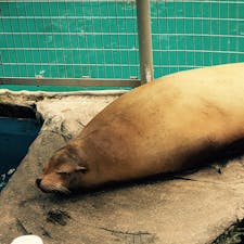 東山動物園その2

早くも夏バテかなぁ