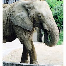 東山動物園その3

ゾウさんは木の枝食すの知りませんでした