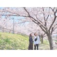 大阪で一番綺麗と、私が信じている桜並木。
夜桜のライトアップも毎年綺麗なのですが、今年はコロナの影響でありませんでした。

#打上川治水緑地