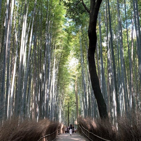 嵐山 竹林の小径
