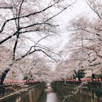 📍Tokyo,Japan

#東京
#目黒川
#目黒川の桜並木
#桜