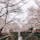 📍Tokyo,Japan

#東京
#目黒川
#目黒川の桜並木
#桜