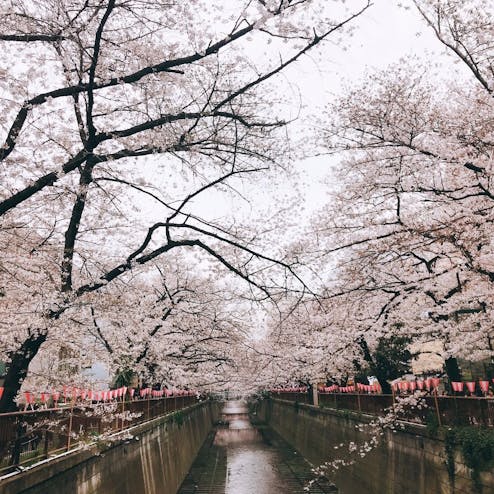 目黒川の桜並木