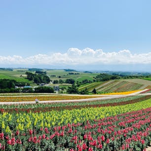お花畑がカラフル🌸背景に広がる美瑛の丘の風景も最高です
#四季彩の丘