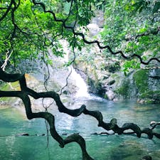 #過去pic
#奄美大島
#ジャックと豆の木