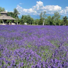 ファーム富田のラベンダー畑。早咲きも遅咲きもどちらの品種も見られる良い時期でした👀あたりに漂う香りも癒やし。
#ファーム富田