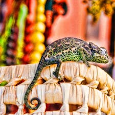 モロッコ、マラケシュのバザール。
カメレオン売り。