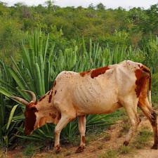 マダガスカルのよく働く牛。お米を作ってるので耕すのに牛を使う。