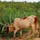 マダガスカルのよく働く牛。お米を作ってるので耕すのに牛を使う。