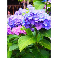 文京区 白山神社の紫陽花
2020.06