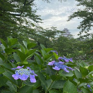 鶴ヶ城🏯