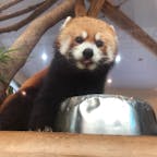 #アドベンチャーワールド
#和歌山
#レッサーパンダ

他の動物園よりも、近距離で動物たちを見ることができました♪