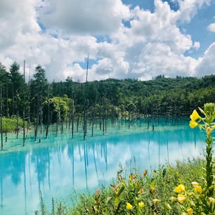 #北海道
#美瑛
#白金青い池