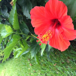 🇯🇵 沖縄/日本