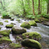 新緑と涼しい風が気持ち良い早朝の奥入瀬渓流。