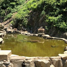@地獄谷野猿公苑
暑くなってきて温泉に浸かってる姿は見れないけど可愛い子猿がたくさん
みんな日陰で毛づくろいしたりお昼寝したりしてました〜