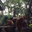 シンガポール動物園で朝ごはんを食べていると.......彼らがやって来ます🐒