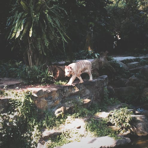 シンガポール動物園
