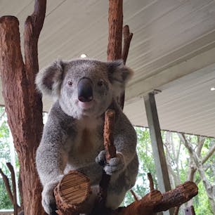 オーストラリア ブリスベンにあるローンパイン動物園。
コアラの飼育数世界一で至るところでみることができます。