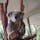 オーストラリア ブリスベンにあるローンパイン動物園。
コアラの飼育数世界一で至るところでみることができます。