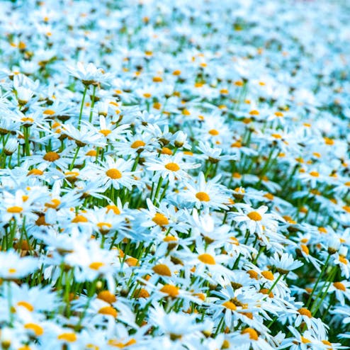 フラワーパーク浦島