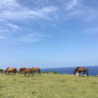 与那国島の東崎。ここには、野生の与那国馬がたくさん^_^
海と馬のコラボが綺麗すぎる。