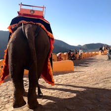 インド🇮🇳 象タクシー
高さあります。左右に揺れます。
タイで乗った時よりも怖かった笑
その分、楽しかった。