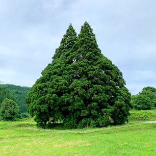 通称「トトロの木」

一番左側のベンチがベストポジションです。