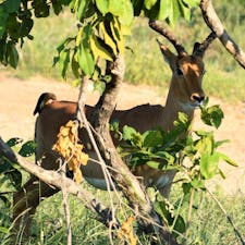 スワジランド、フラネ国定公園。
このレイヨウ類はインパラのオス。
アカバシウシツツキがお尻をつついてました。
