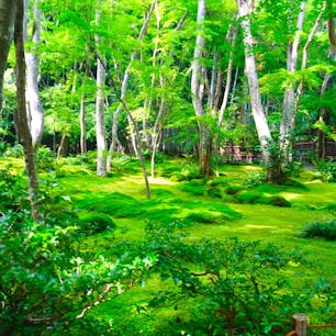 京都　嵐山　祇王寺
別名苔寺