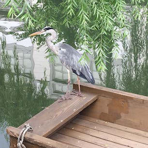 セミの泣き声の中、船の上には鳥が一匹。