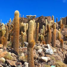 ボリビア、ウユニ塩湖近くのサボテンの島。