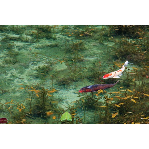 モネの池・根道神社