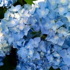 神奈川県　明月院💠
『明月院ブルー』で有名な北鎌倉の明月院。
たくさんのブルーの紫陽花が綺麗でした💙
来年は気兼ねなく見に行けるといいなあ😌