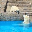 5年前のララとリラ。
まだ水が怖そうだったリラ。
円山動物園