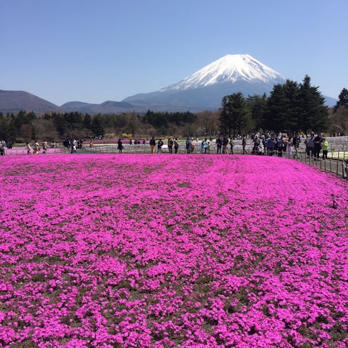 富士芝桜まつり