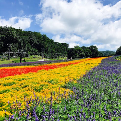 たんばらラベンダーパーク