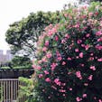 天王寺公園の夾竹桃
鮮やかな夏の色の花です