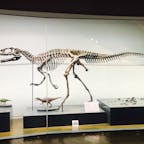 福井県立恐竜博物館　フクイラプトル