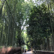 竹林の道
竹林に癒された